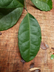 Pseudocalyx libericus