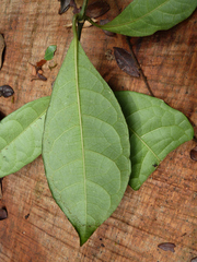 Pseudocalyx libericus