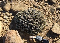 Rhinephyllum graniforme