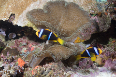 Amphiprion chrysopterus