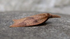 Sparganothis xanthoides