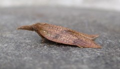 Sparganothis xanthoides