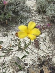 Linum ucranicum
