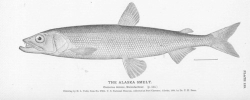 Pacific Rainbow Smelt