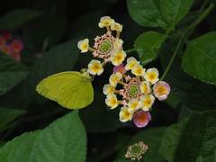 Eurema blanda