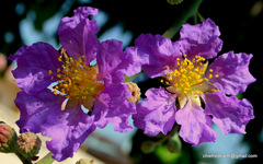 Lagerstroemia speciosa