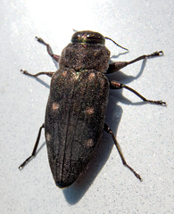 Chrysobothris affinis
