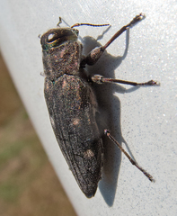 Chrysobothris affinis