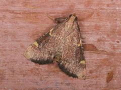 Hypsopygia thymetusalis
