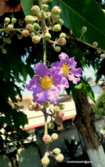 Lagerstroemia speciosa