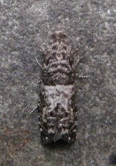 Spilonota ocellana