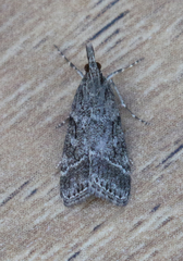 Eudonia rectilinea