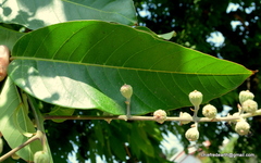 Lagerstroemia speciosa