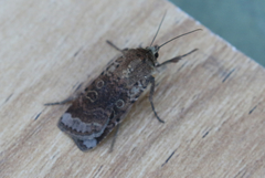 Abagrotis scopeops