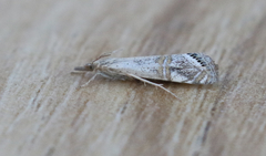 Euchromius californicalis