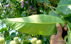 Lagerstroemia speciosa