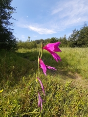 Gladiolus