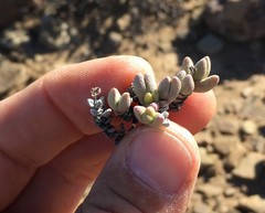 Rhinephyllum graniforme