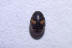 Nephus quadrimaculatus