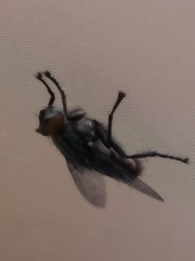 Diptera