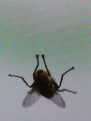Diptera