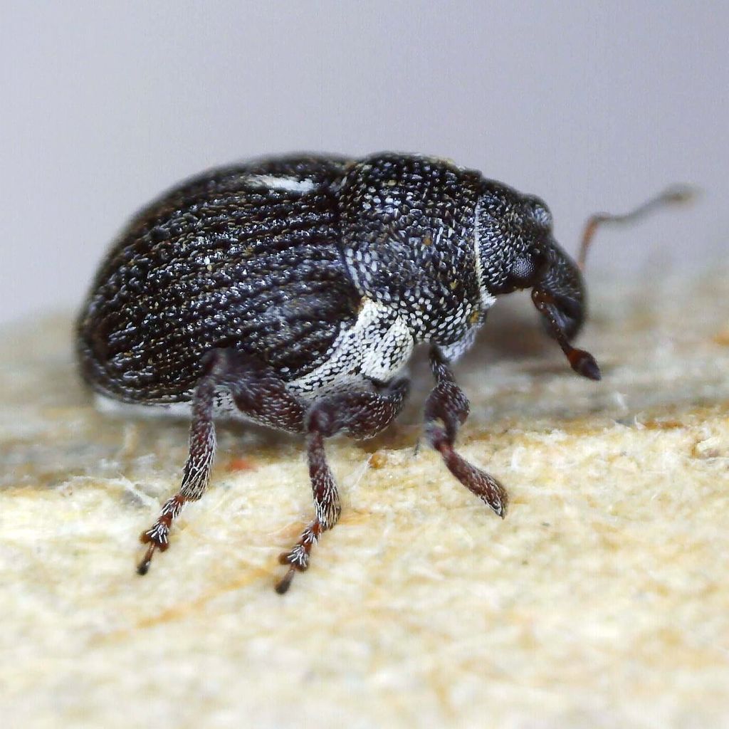 Rhinoncus leucostigma