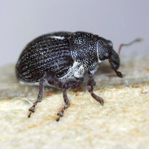 Rhinoncus leucostigma