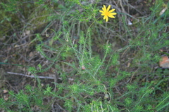 Ursinia discolor