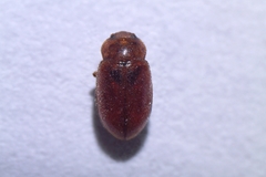 Coccidula rufa