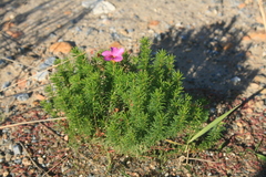 Oxalis confertifolia
