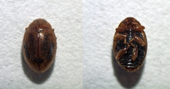 Rhyzobius litura