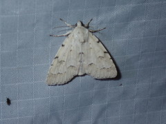 Acronicta innotata