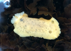 Geitodoris heathi