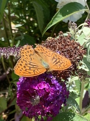 Argynnis paphia