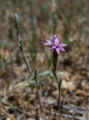 Lessingia leptoclada