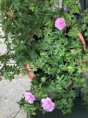 Geranium × oxonianum
