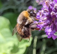 Bombus
