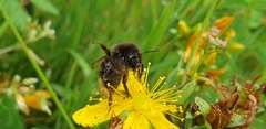 Bombus hypnorum