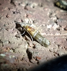 Moodna pallidostrinella