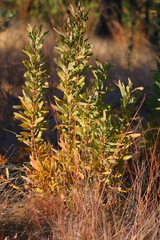 Protea gaguedi