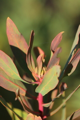 Protea gaguedi