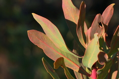 Protea gaguedi