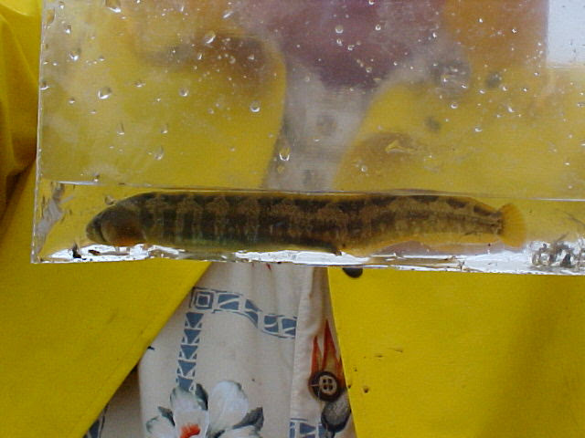 Saddled Blenny