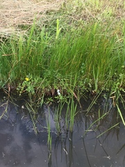 Lysimachia nummularia