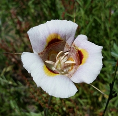 Calochortus superbus