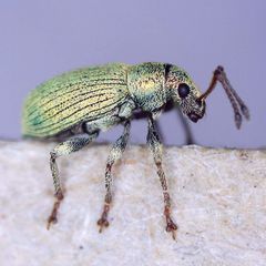 Phyllobius roboretanus