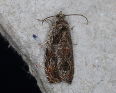 Olethreutes tilianum