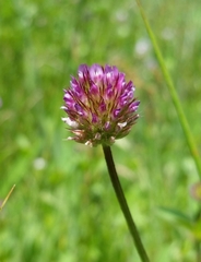 Trifolium ciliolatum