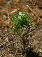 Navarretia intertexta