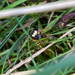 Philanthus triangulum